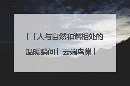 「人与自然和谐相处的温暖瞬间」云端鸟巢
