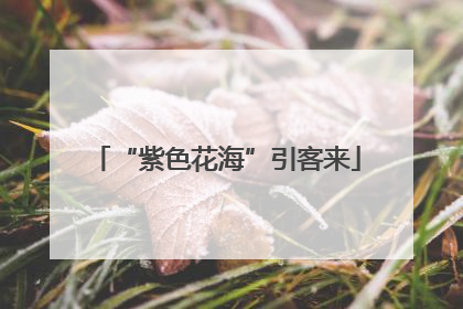 “紫色花海”引客来
