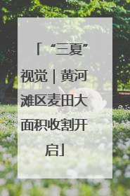 “三夏”视觉｜黄河滩区麦田大面积收割开启