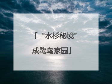 “水杉秘境”成鹭鸟家园