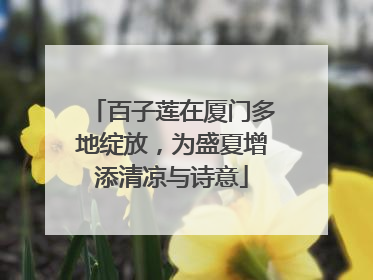百子莲在厦门多地绽放，为盛夏增添清凉与诗意