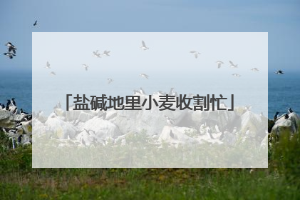 盐碱地里小麦收割忙