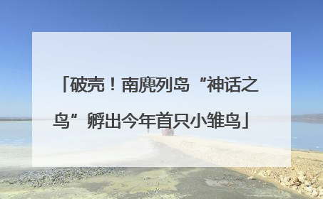 破壳！南麂列岛“神话之鸟”孵出今年首只小雏鸟