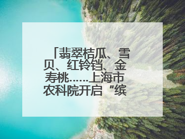 翡翠桔瓜、雪贝、红铃铛、金寿桃……上海市农科院开启“缤纷蔬菜之约”
