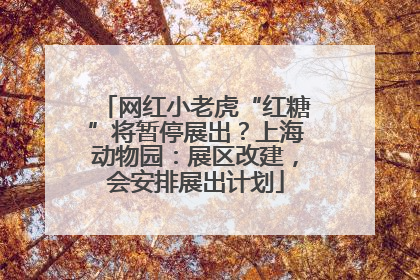 网红小老虎“红糖”将暂停展出？上海动物园：展区改建，会安排展出计划