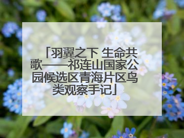 羽翼之下 生命共歌——祁连山国家公园候选区青海片区鸟类观察手记