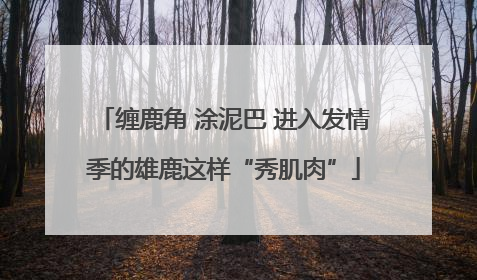 缠鹿角 涂泥巴 进入发情季的雄鹿这样“秀肌肉”