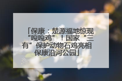 保康：楚源福地惊现“嘎嘎鸡”！国家“三有”保护动物石鸡亮相保康沿河公园