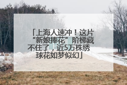 上海人速冲！这片“新娘捧花”阶梯藏不住了，近5万株绣球花如梦似幻