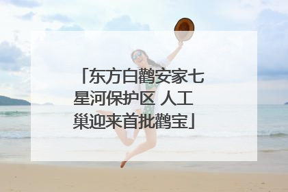 东方白鹳安家七星河保护区 人工巢迎来首批鹳宝