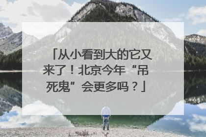 从小看到大的它又来了！北京今年“吊死鬼”会更多吗？