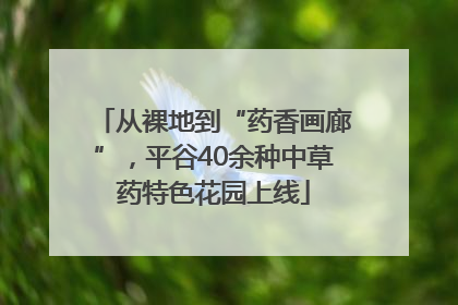 从裸地到“药香画廊”，平谷40余种中草药特色花园上线