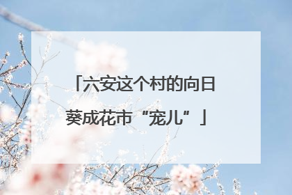 六安这个村的向日葵成花市“宠儿”