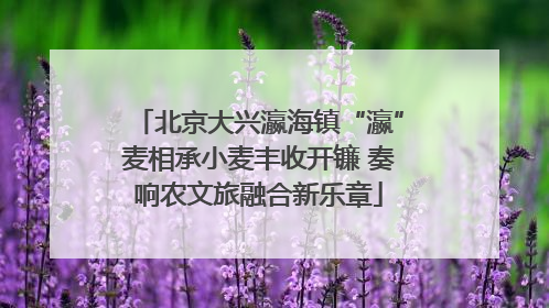 北京大兴瀛海镇“瀛”麦相承小麦丰收开镰 奏响农文旅融合新乐章