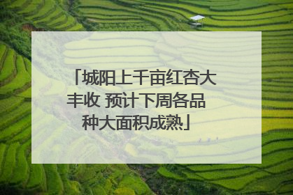 城阳上千亩红杏大丰收 预计下周各品种大面积成熟