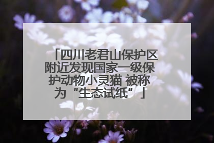 四川老君山保护区附近发现国家一级保护动物小灵猫 被称为“生态试纸”