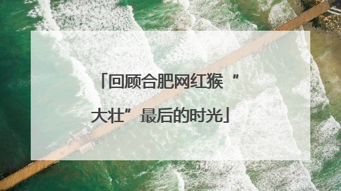 回顾合肥网红猴“大壮”最后的时光