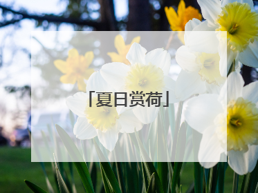 夏日赏荷
