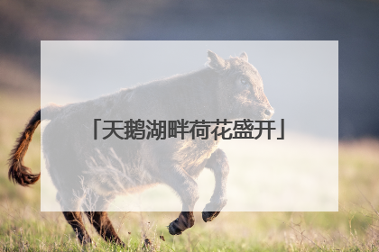 天鹅湖畔荷花盛开
