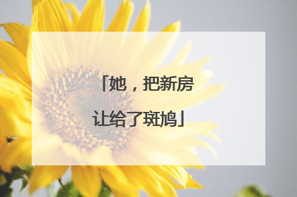 她，把新房让给了斑鸠