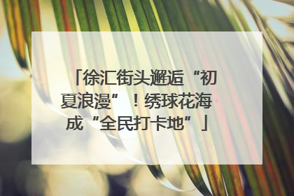徐汇街头邂逅“初夏浪漫”！绣球花海成“全民打卡地”