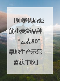 师宗优质强筋小麦新品种“云麦80”旱地生产示范喜获丰收
