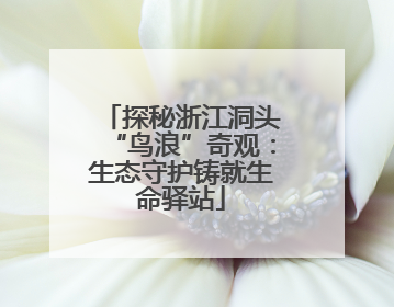 探秘浙江洞头“鸟浪”奇观：生态守护铸就生命驿站
