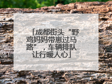 成都街头“野鸡妈妈带崽过马路”，车辆排队让行暖人心