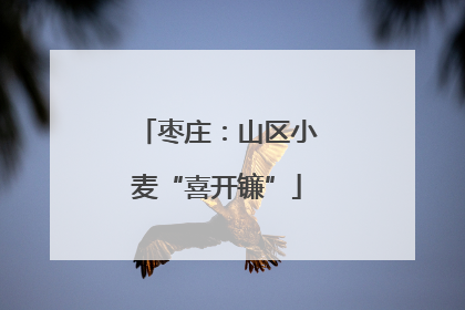 枣庄：山区小麦“喜开镰”