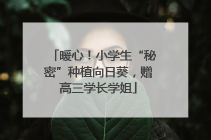 暖心！小学生“秘密”种植向日葵，赠高三学长学姐