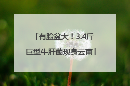 有脸盆大！3.4斤巨型牛肝菌现身云南