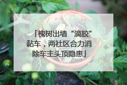槐树出墙“滴胶”黏车，两社区合力消除车主头顶隐患