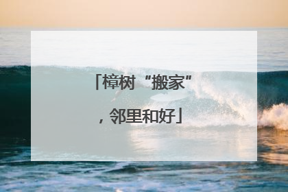 樟树“搬家”，邻里和好