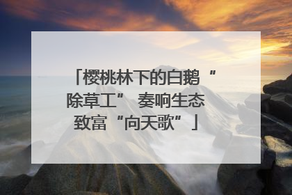 樱桃林下的白鹅“除草工” 奏响生态致富“向天歌”