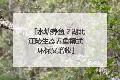 水塘养鱼？湖北江陵生态养鱼模式环保又增收