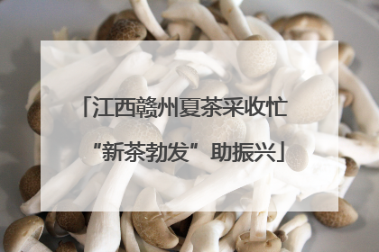 江西赣州夏茶采收忙 “新茶勃发”助振兴