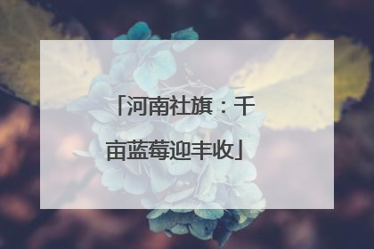 河南社旗：千亩蓝莓迎丰收