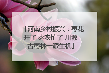 河南乡村振兴：枣花开了 枣农忙了 川塬古枣林一派生机