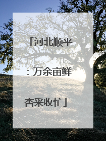 河北顺平：万余亩鲜杏采收忙