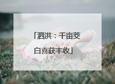 泗洪：千亩茭白喜获丰收