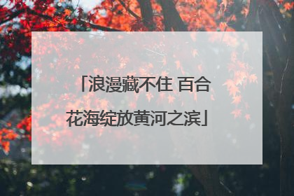 浪漫藏不住 百合花海绽放黄河之滨