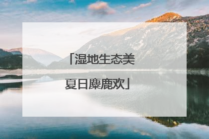 湿地生态美 夏日麋鹿欢
