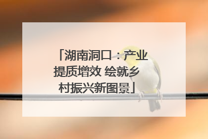湖南洞口：产业提质增效 绘就乡村振兴新图景