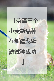 菏泽三个小麦新品种在新疆戈壁滩试种成功