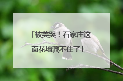 被美哭！石家庄这面花墙藏不住了