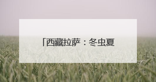 西藏拉萨：冬虫夏草市场交易火爆