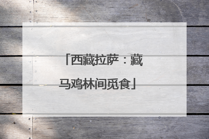 西藏拉萨：藏马鸡林间觅食