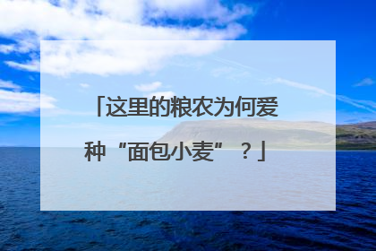 这里的粮农为何爱种“面包小麦”？