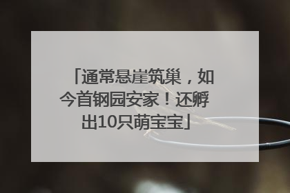 通常悬崖筑巢，如今首钢园安家！还孵出10只萌宝宝