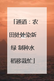 通道：农田处处染新绿 制种水稻移栽忙